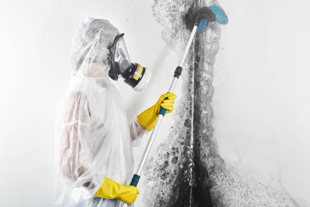 Environmental Consulting for Mold Prevention in West Portsmouth, OH